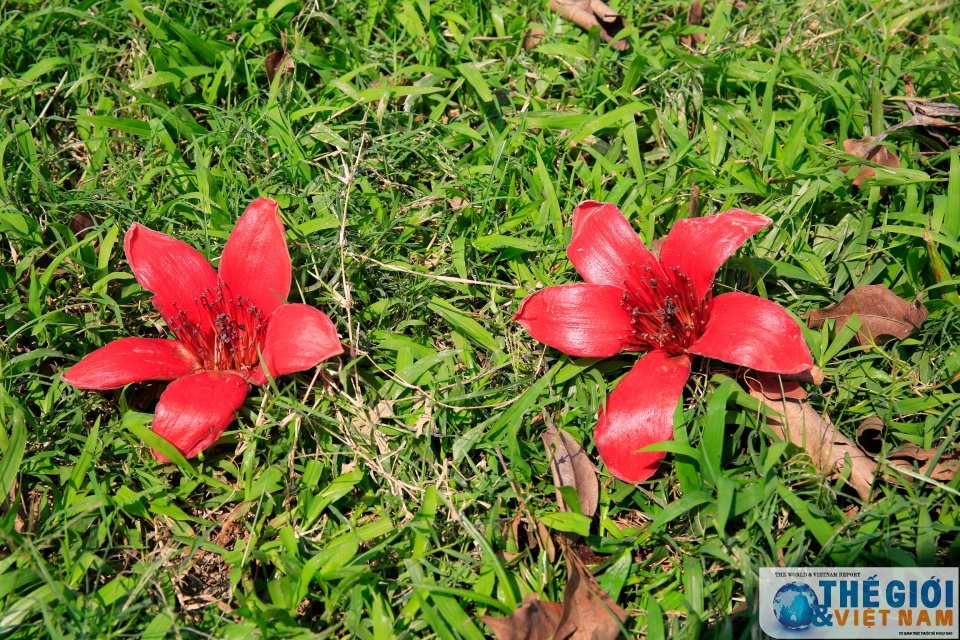 mua hoa gao thap lua do troi que bac bo
