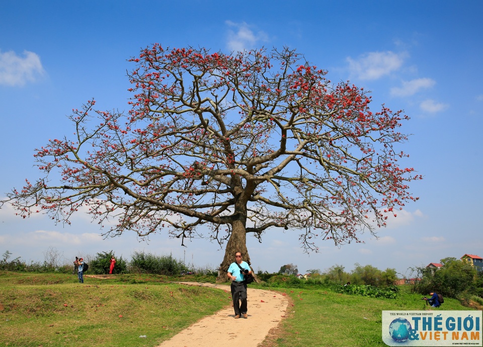mua hoa gao thap lua do troi que bac bo