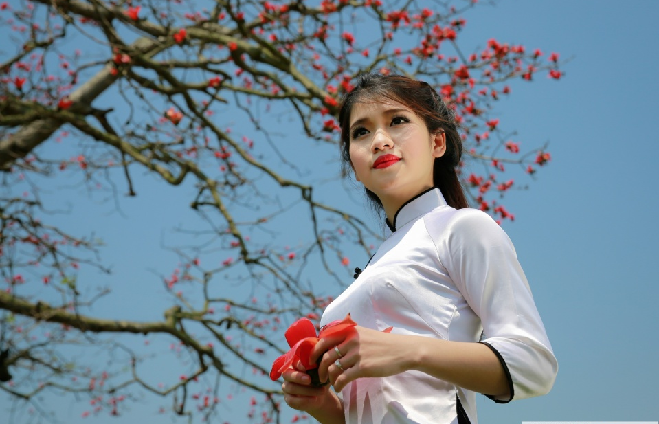 Mùa hoa gạo thắp lửa đỏ trời quê Bắc Bộ