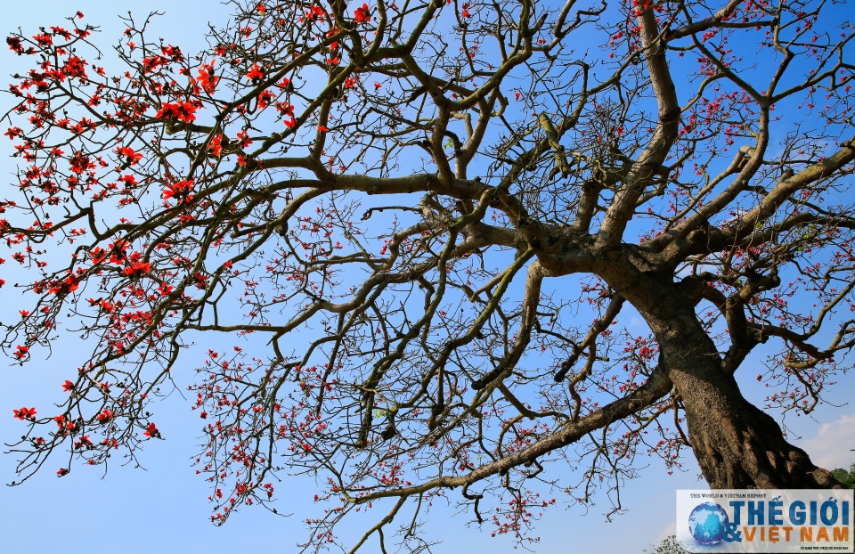 mua hoa gao thap lua do troi que bac bo