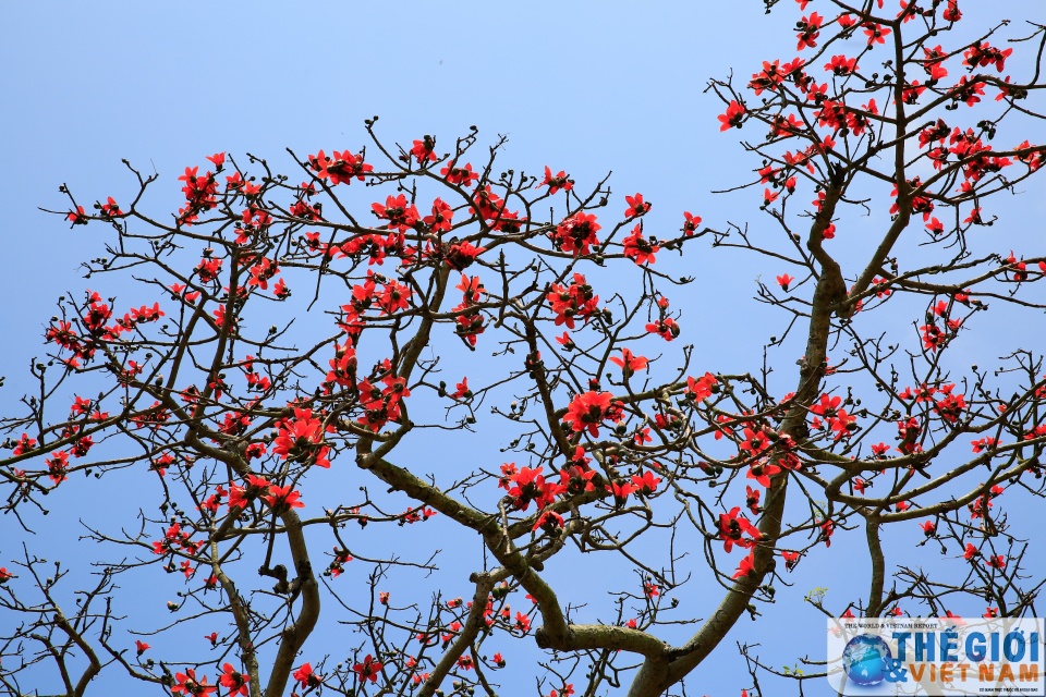 mua hoa gao thap lua do troi que bac bo