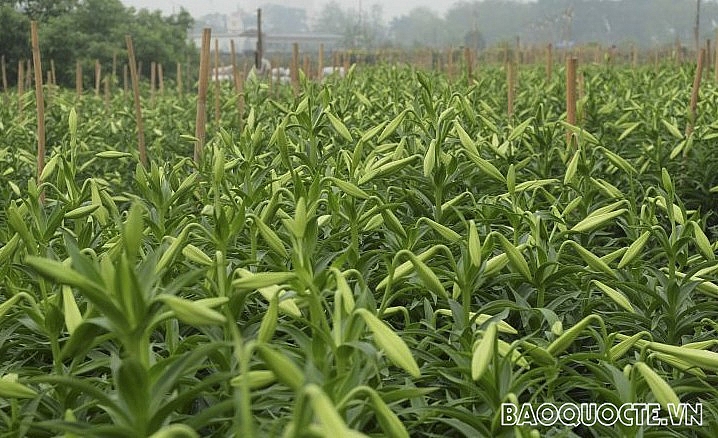 Hoa loa kèn - khúc giao mùa từ Xuân sang Hạ Hoa loa kèn - khúc giao mùa từ Xuân sang Hạ