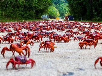 Hàng ngàn con cua đỏ tràn lên bờ biển Mỹ