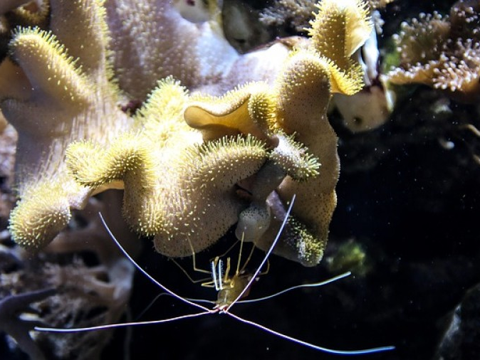 Phát hiện loại vi khuẩn có thể điều tiết khí hậu