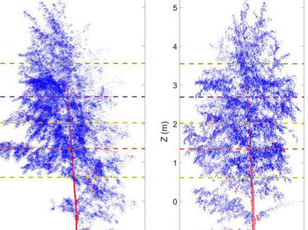 Cây xanh cũng cần được ngủ