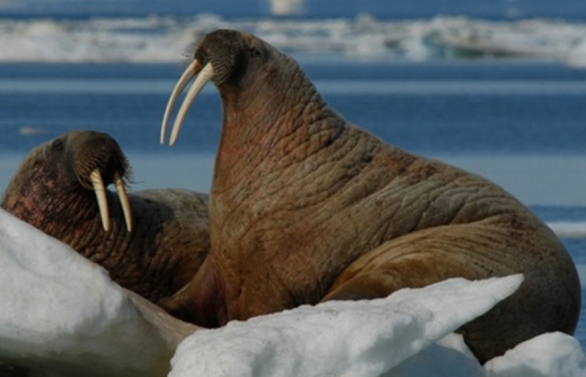 Biến đổi khí hậu làm tăng số loài có nguy cơ tuyệt chủng