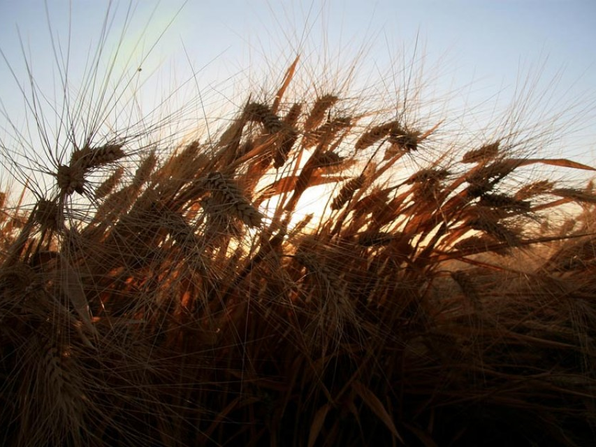 Biến đổi khí hậu làm tăng độc tố trong thực phẩm