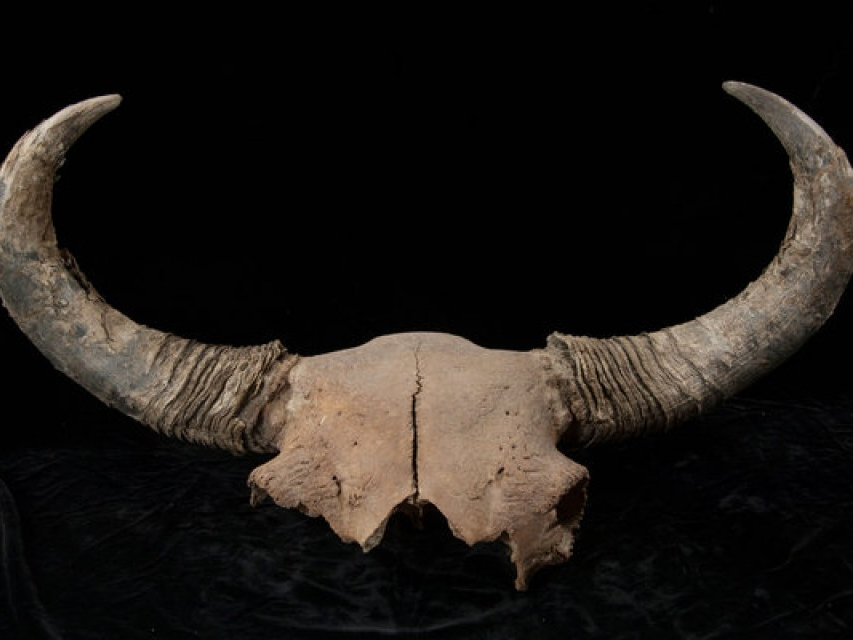 Từ bò rừng, biết thêm về người đầu tiên đặt chân đến châu Mỹ