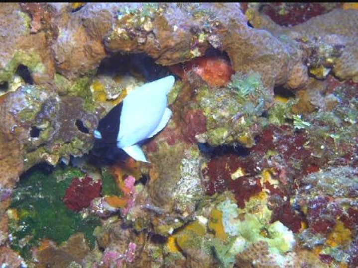 Phát hiện loài cá mới ở quần đảo Hawaii