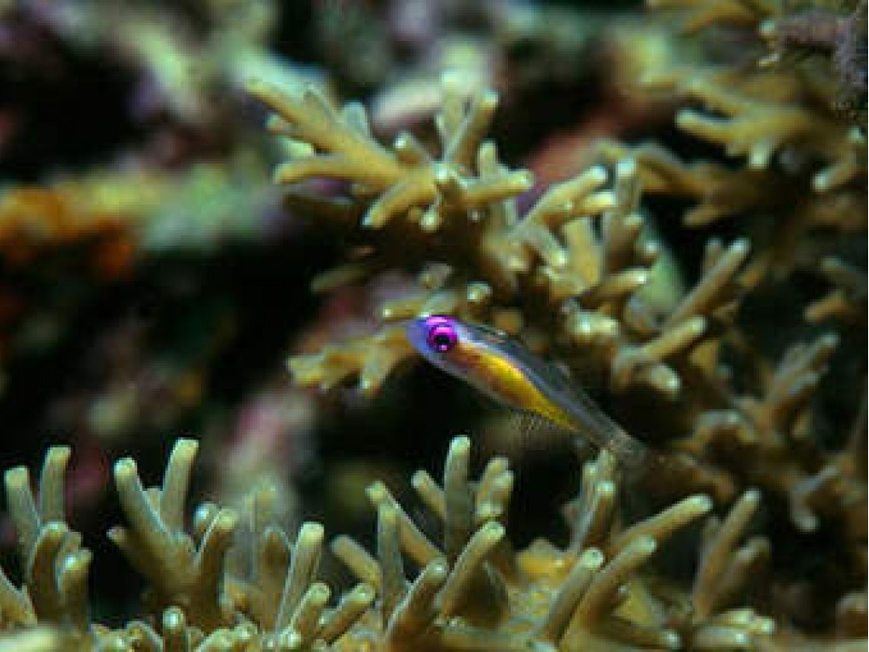 Những dải san hô ngầm đang phát triển trở lại