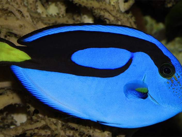 Mỹ: Phản đối dùng xyanua gây mê để bắt cá cảnh ở biển