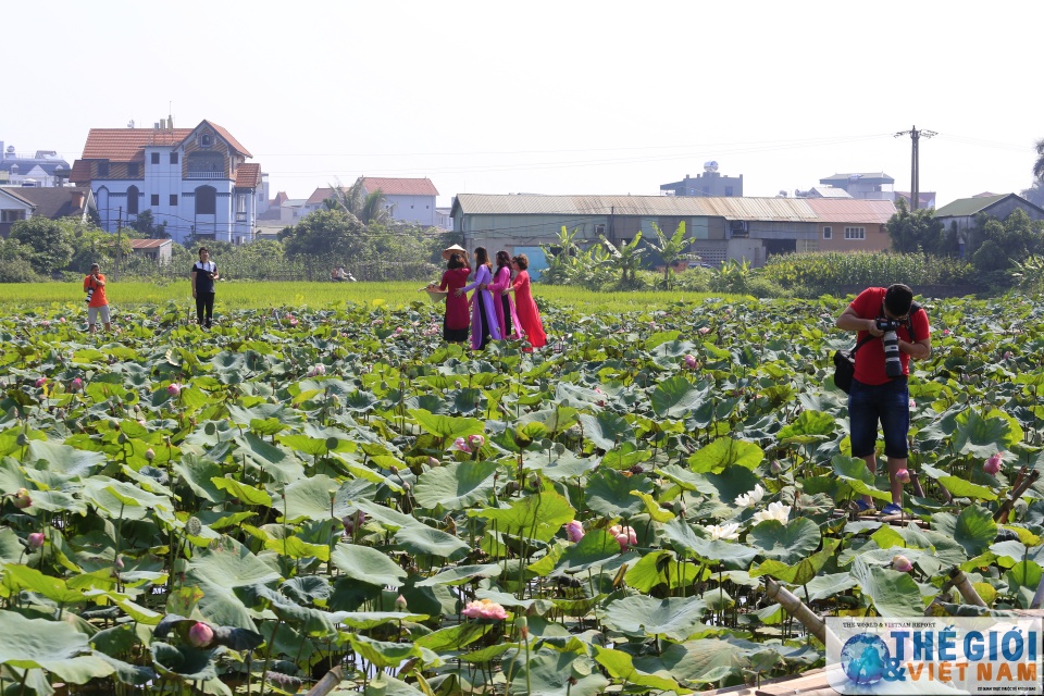 Có một Hà Nội rộn ràng mùa sen co mot ha noi ron rang mua sen