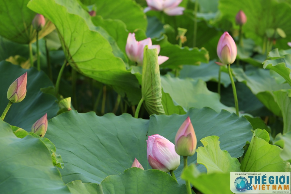 Có một Hà Nội rộn ràng mùa sen co mot ha noi ron rang mua sen