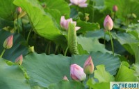 doc dao mua cuc hoa mi ha noi