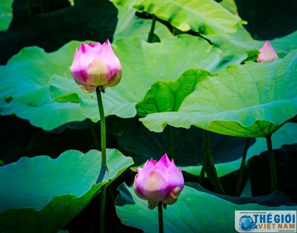 Có một Hà Nội rộn ràng mùa sen co mot ha noi ron rang mua sen