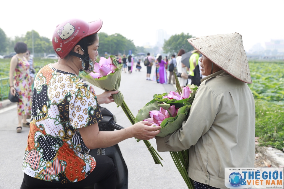 Hà Nội - náo nức mùa sen Tây Hồ nao nuc mua sen tay ho ha noi