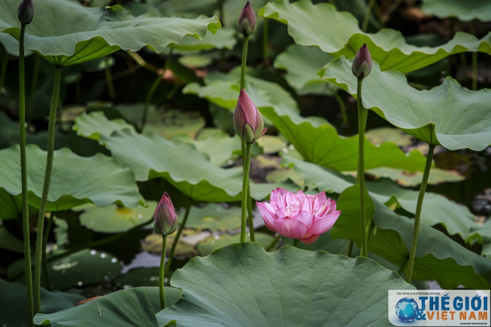 Hà Nội - náo nức mùa sen Tây Hồ nao nuc mua sen tay ho ha noi