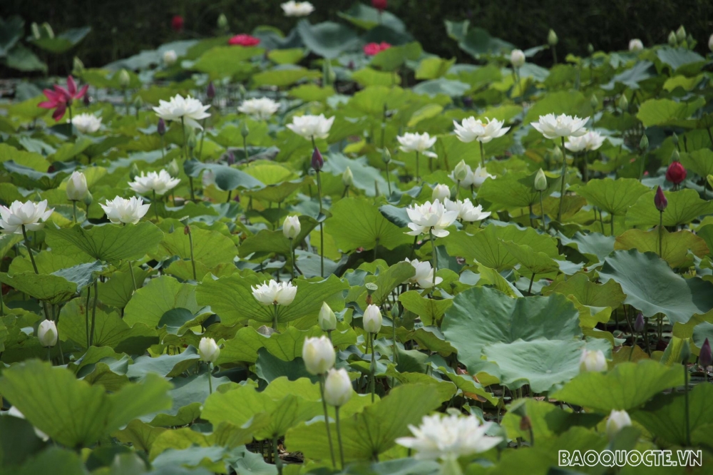 ‘Thiên đường của các loài sen’ ở Thủ đô