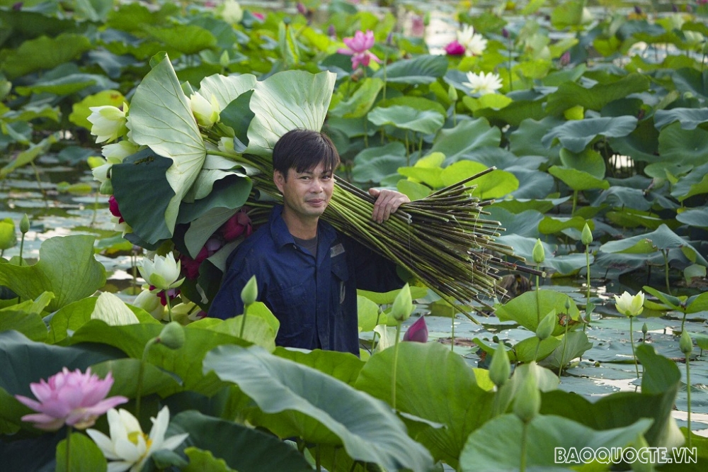 ‘Thiên đường của các loài sen’ ở Thủ đô