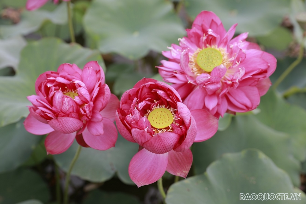 ‘Thiên đường của các loài sen’ ở Thủ đô