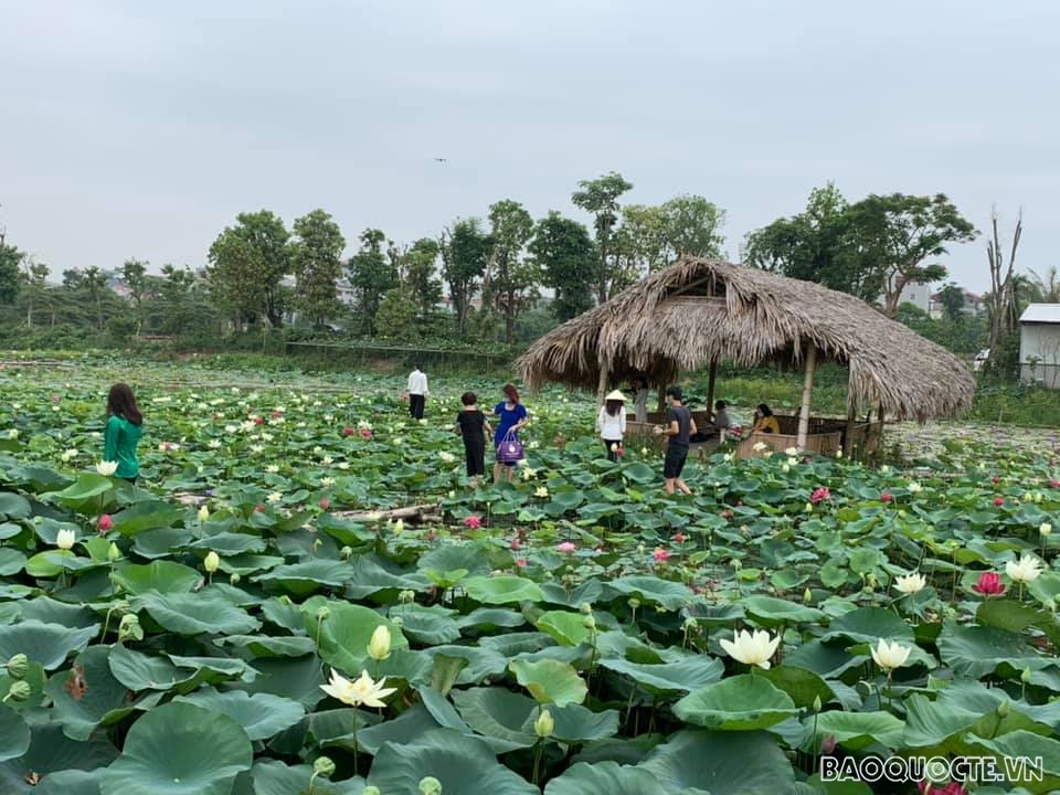 ‘Thiên đường của các loài sen’ ở Thủ đô