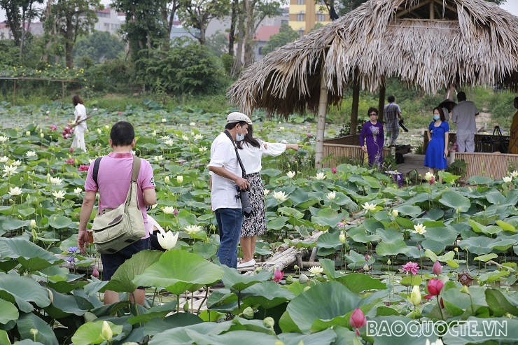 ‘Thiên đường của các loài sen’ ở Thủ đô