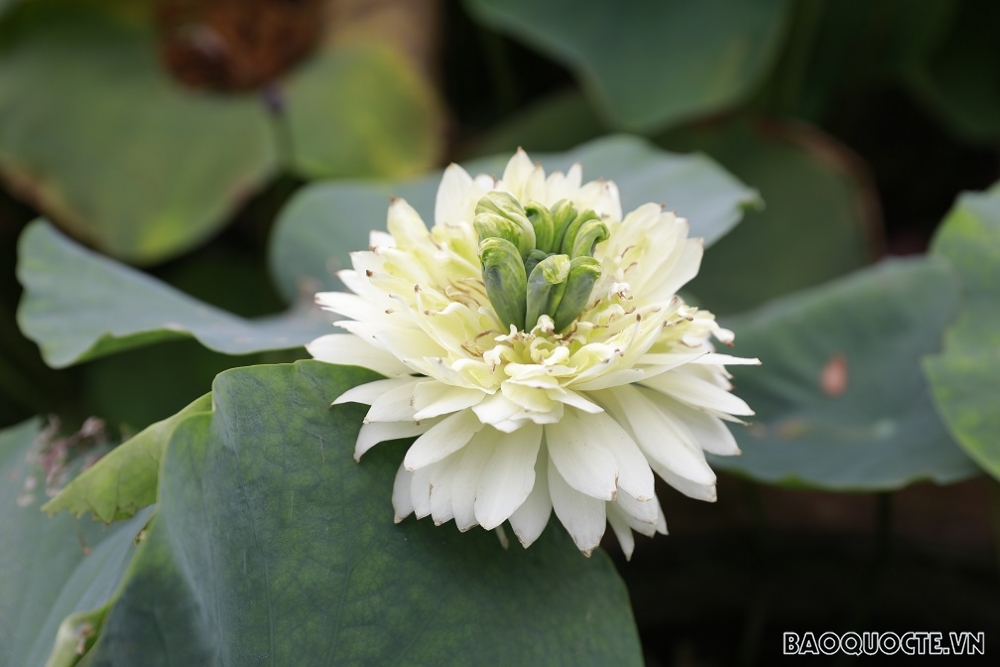 ‘Thiên đường của các loài sen’ ở Thủ đô