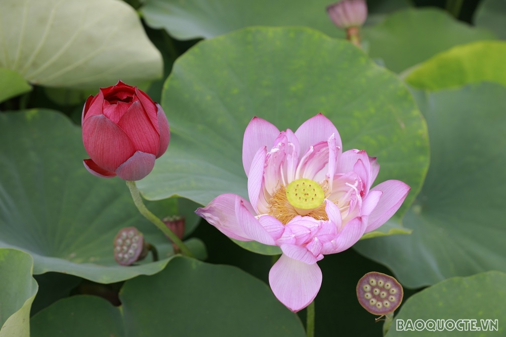 ‘Thiên đường của các loài sen’ ở Thủ đô