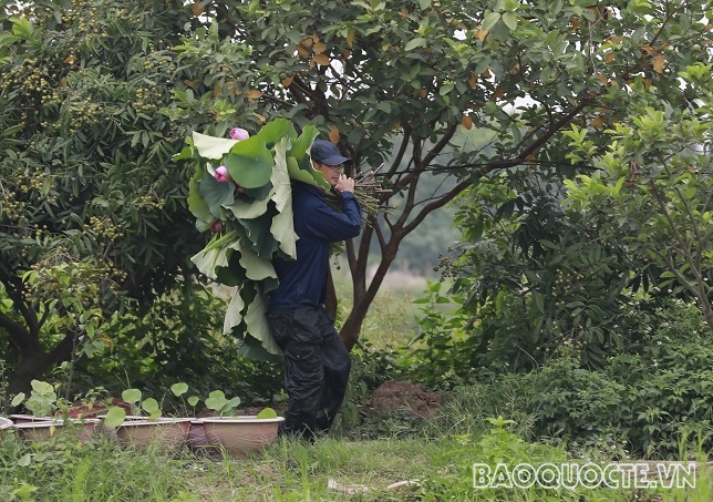 ‘Thiên đường của các loài sen’ ở Thủ đô