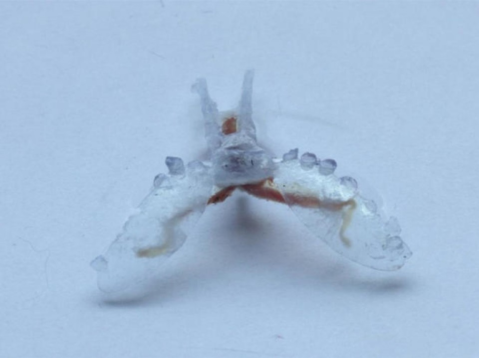 Robot thám hiểm mềm dẻo như loài sên biển