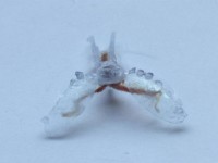 pha t hie n gay so c trong cuo c tha m hie m noi sau nha t da i duong