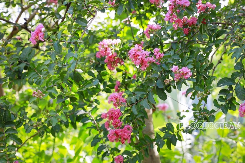 Đường phố Thủ đô rực rỡ những màu hoa mùa Hạ