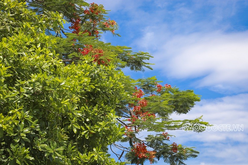 Đường phố Thủ đô rực rỡ những màu hoa mùa Hạ