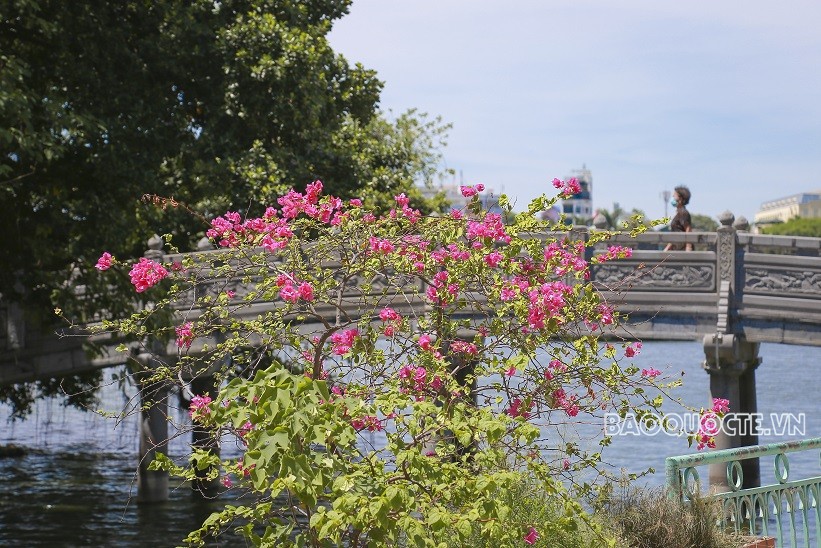 Đường phố Thủ đô rực rỡ những màu hoa mùa Hạ