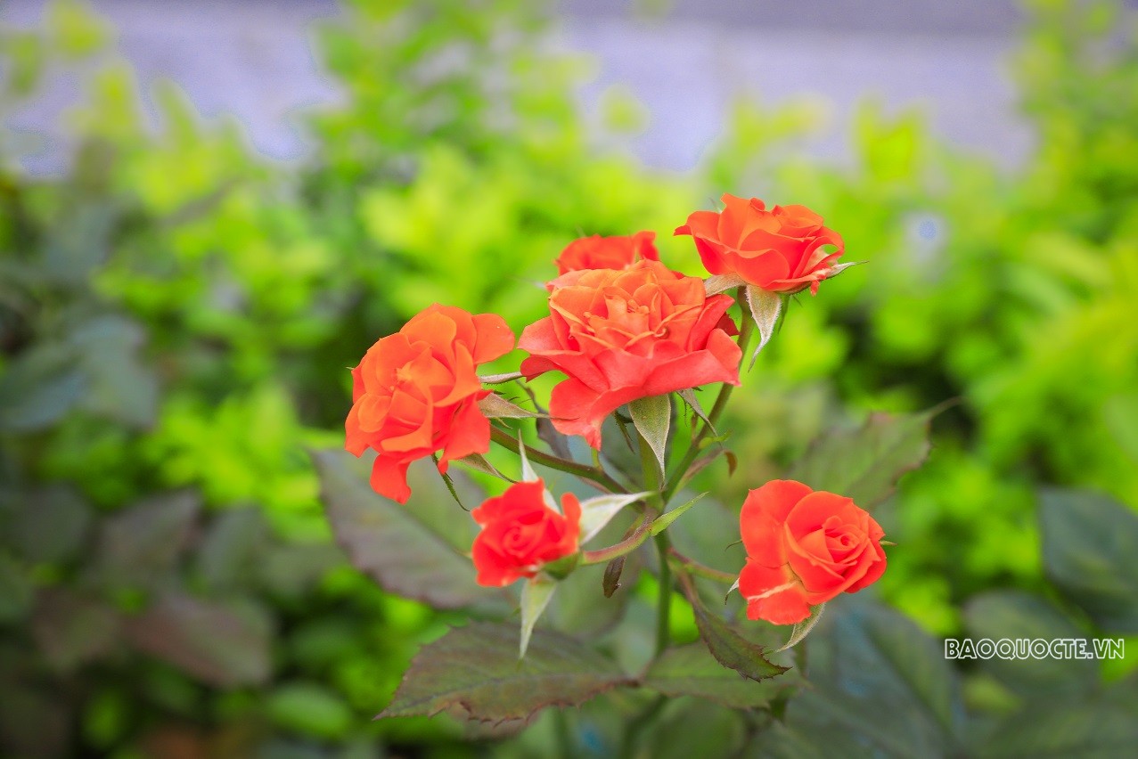 Đường phố Thủ đô rực rỡ những màu hoa mùa Hạ