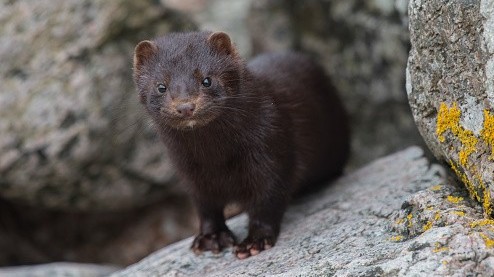 Loài động vật nào dễ bị nhiễm virus SARS-CoV-2 nhất?