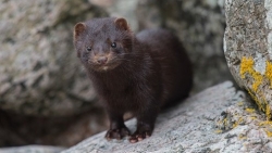 Loài động vật nào dễ bị nhiễm virus SARS-CoV-2 nhất?