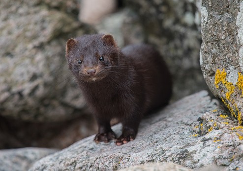 Những loại động vật nào dễ bị nhiễm virus corona nhất?