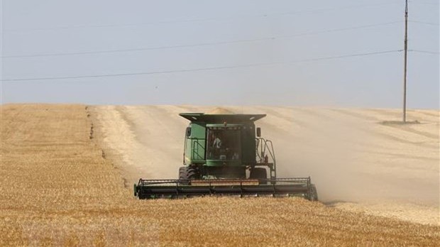 Liên minh châu Phi chúc mừng Tổng thống Senegal liên quan thỏa thuận xuất khẩu ngũ cốc Nga-Ukraine