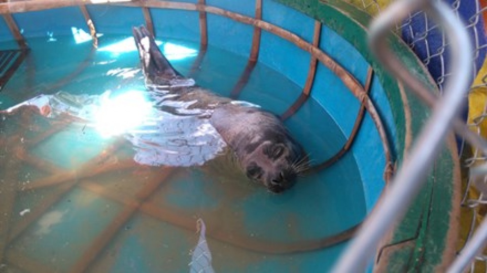 Hải cẩu, cá voi dạt vào bờ biển Quảng Nam hai cau ca voi dat vao bo bien quang nam