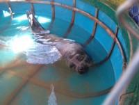 nghet tho cuoc ruot duoi toc do giua ca map va hai cau