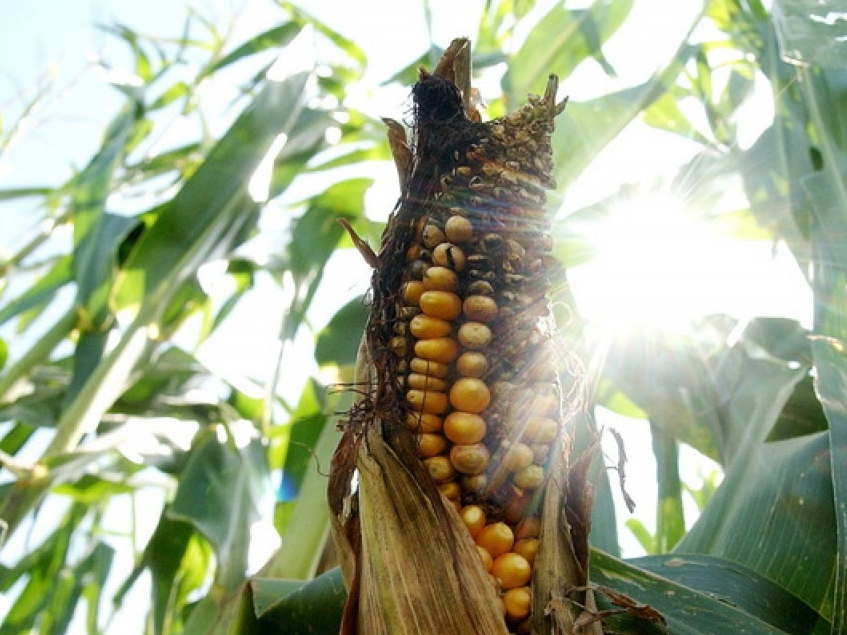 Nhiên liệu sinh học hại cho Trái Đất hơn cả xăng?