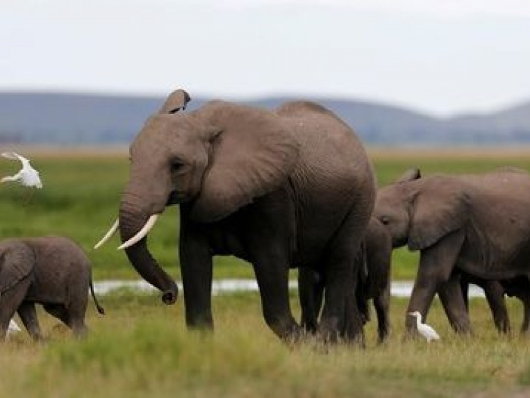 Voi rừng châu Phi cần cả thế kỷ để phục hồi