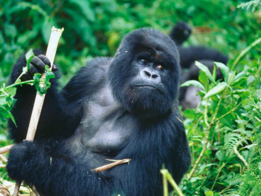 Sách Đỏ báo động nhiều loài vượn lớn bên bờ vực tuyệt chủng