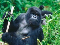 huou cao co tai chau phi lan dau dung ben bo vuc tuyet chung