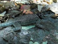 huou cao co tai chau phi lan dau dung ben bo vuc tuyet chung