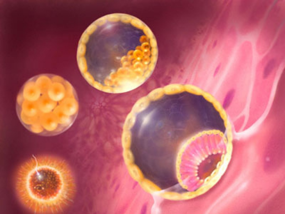 Thử nghiệm thành công phương pháp thụ thai không cần trứng