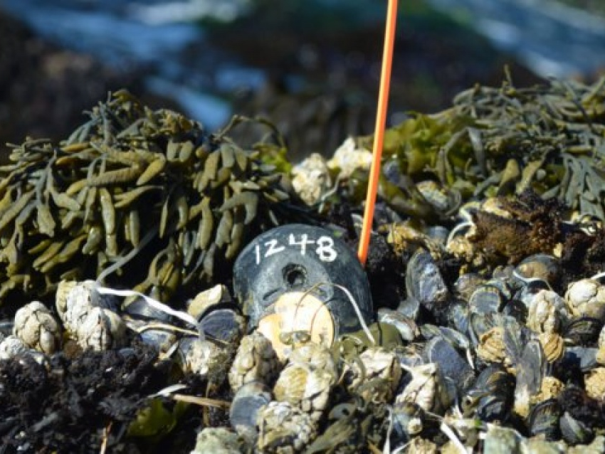 Sử dụng "robot hình trai" để giám sát biến đổi khí hậu