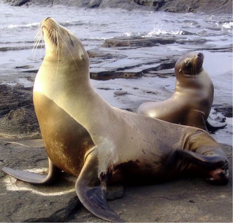 Mỹ có thể lập danh sách các loài bị đe dọa do biến đổi khí hậu