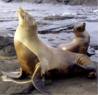 bien doi khi hau cuoc song cua nguoi ban dia alaska bi dao lon